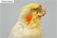 玄鳳鸚鵡藏品圖，第8張